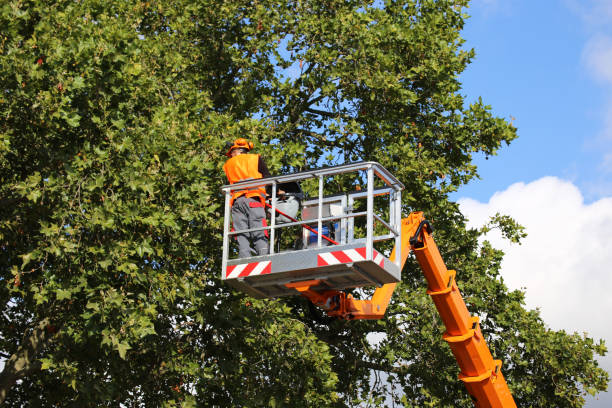 Best Storm Damage Tree Cleanup  in Kerrville, TX